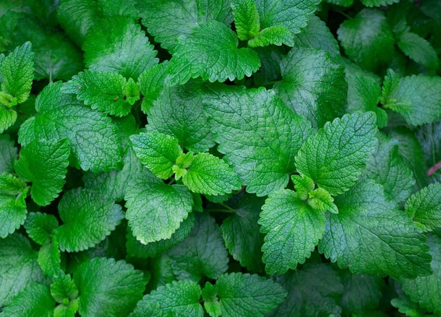mint spices
