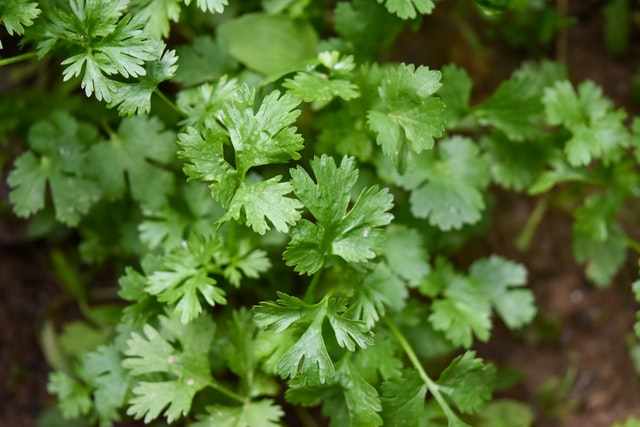parsley spices