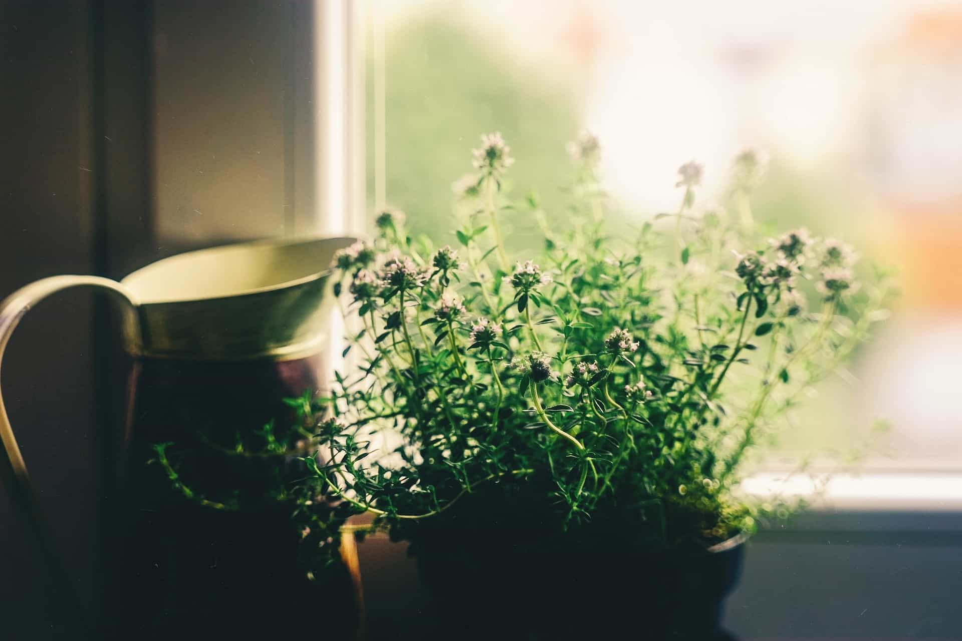 best herbs for windowsill