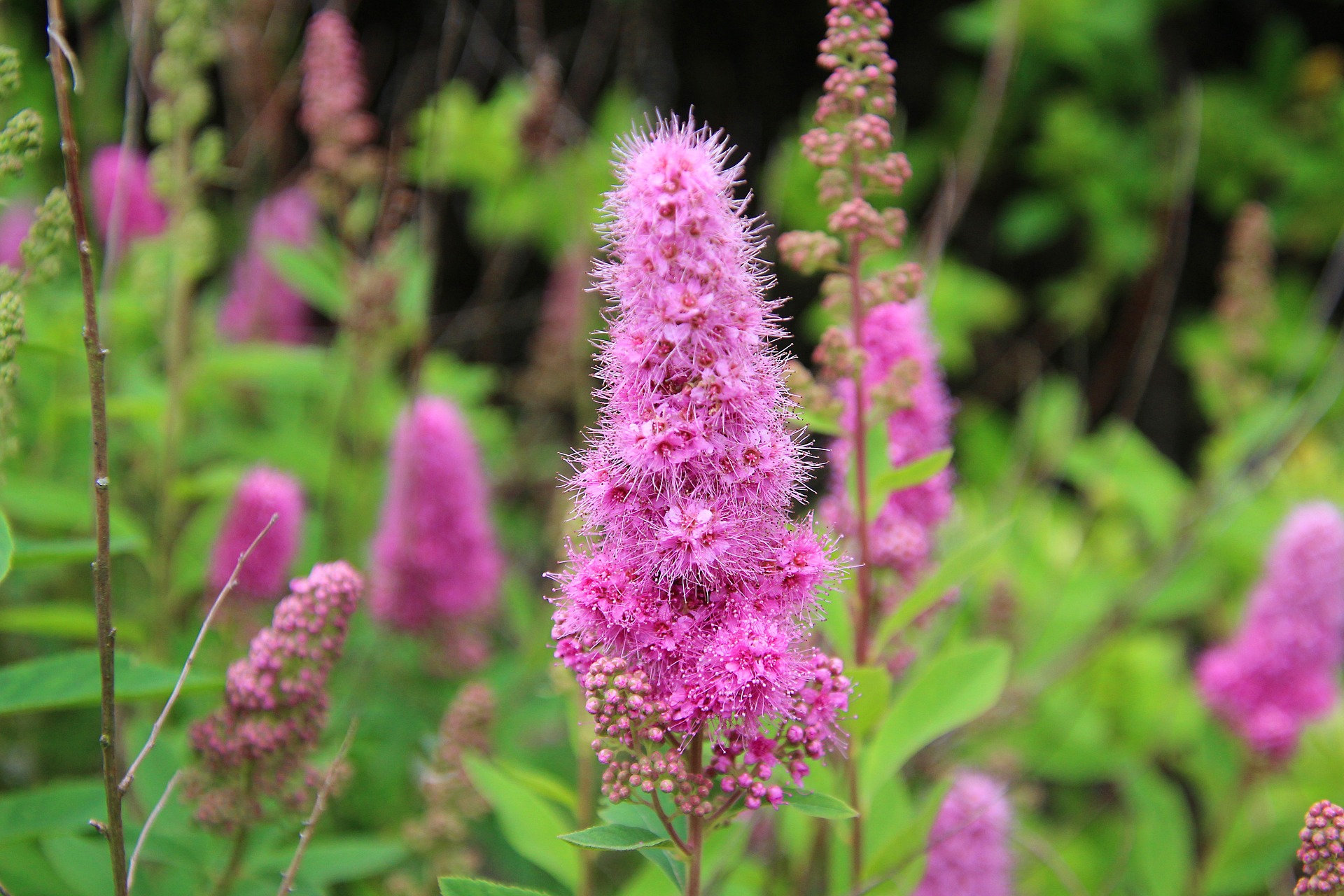 which herbs are invasive: Purple Loosestrife