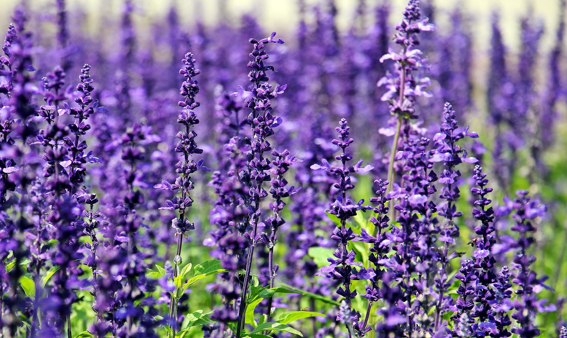 Lavender, which herbs are invasive