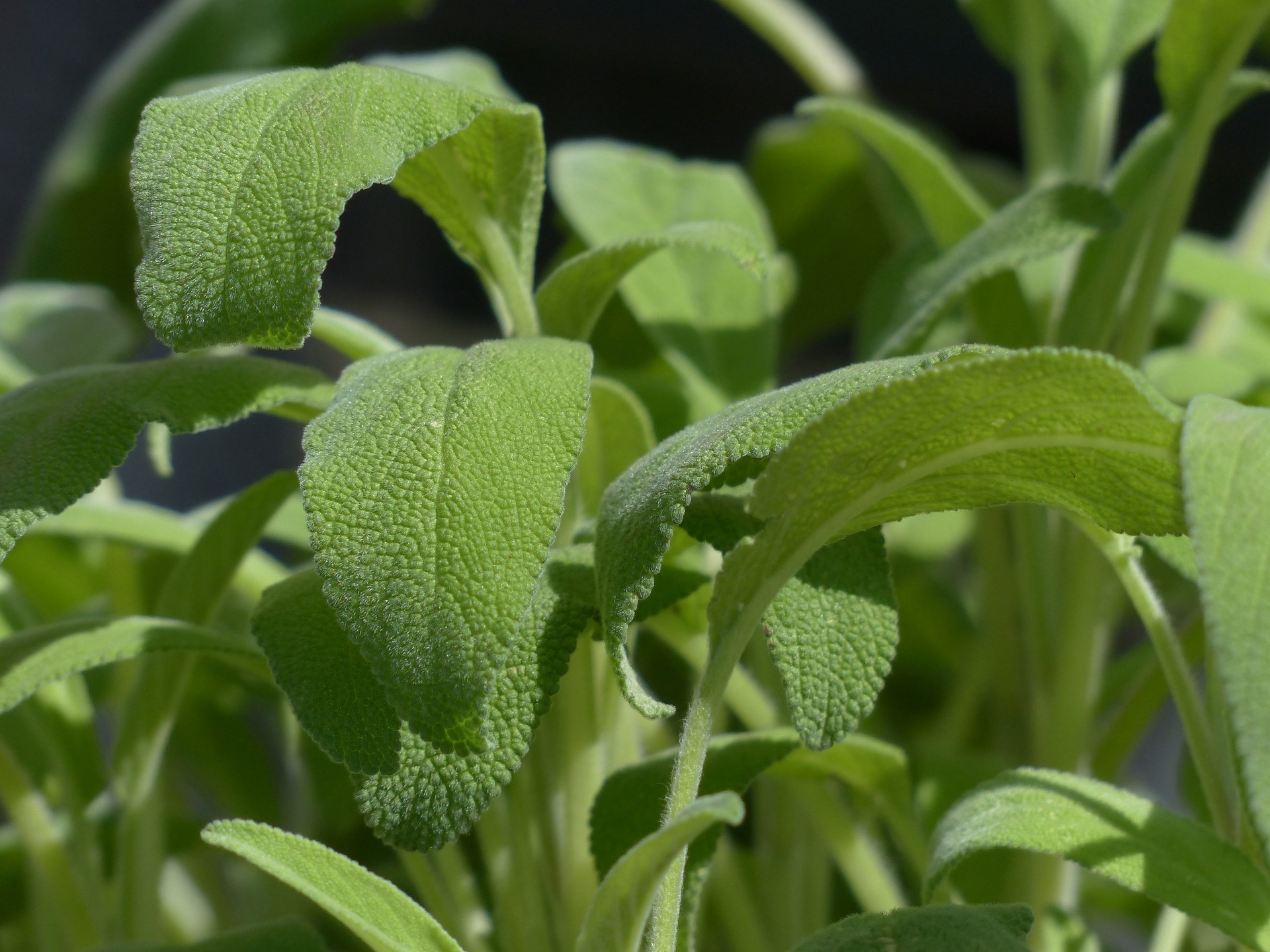 which herbs are invasive: Sage
