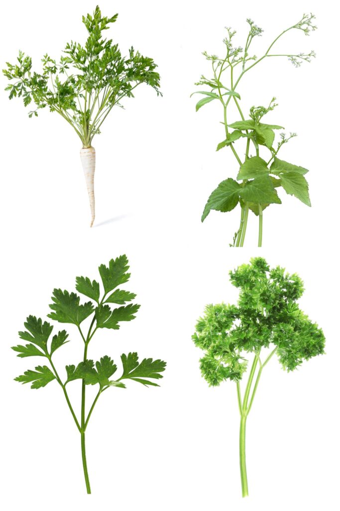 how parsley is used in cooking