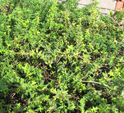 what are the different types of thyme