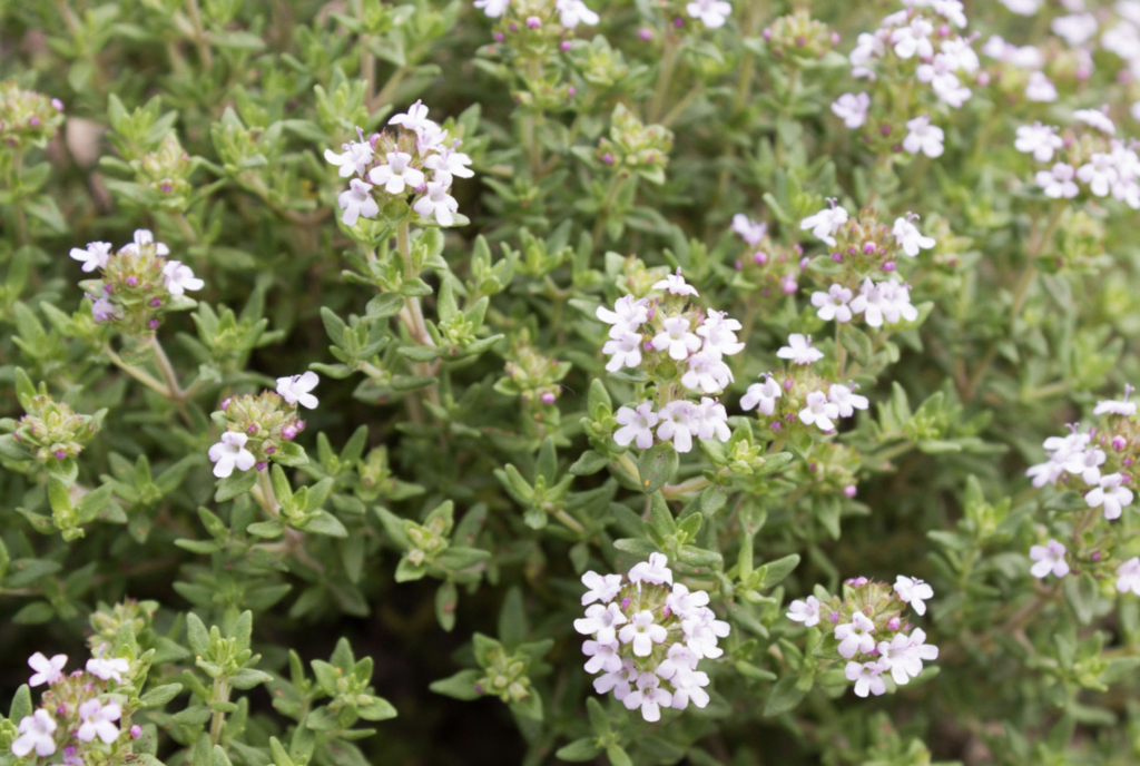 what are the different types of thyme