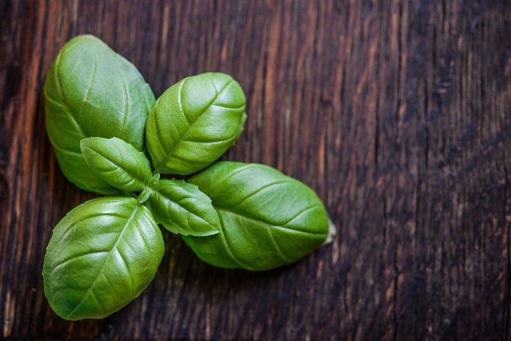 how to plant and grow basil at home