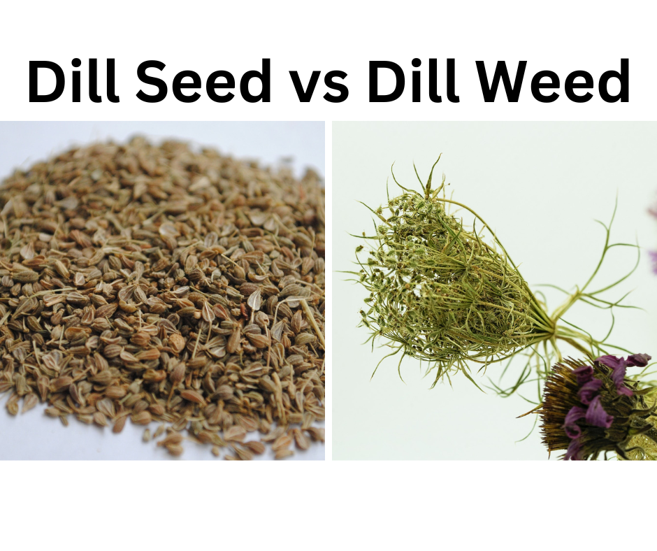 dill seed vs dill weed