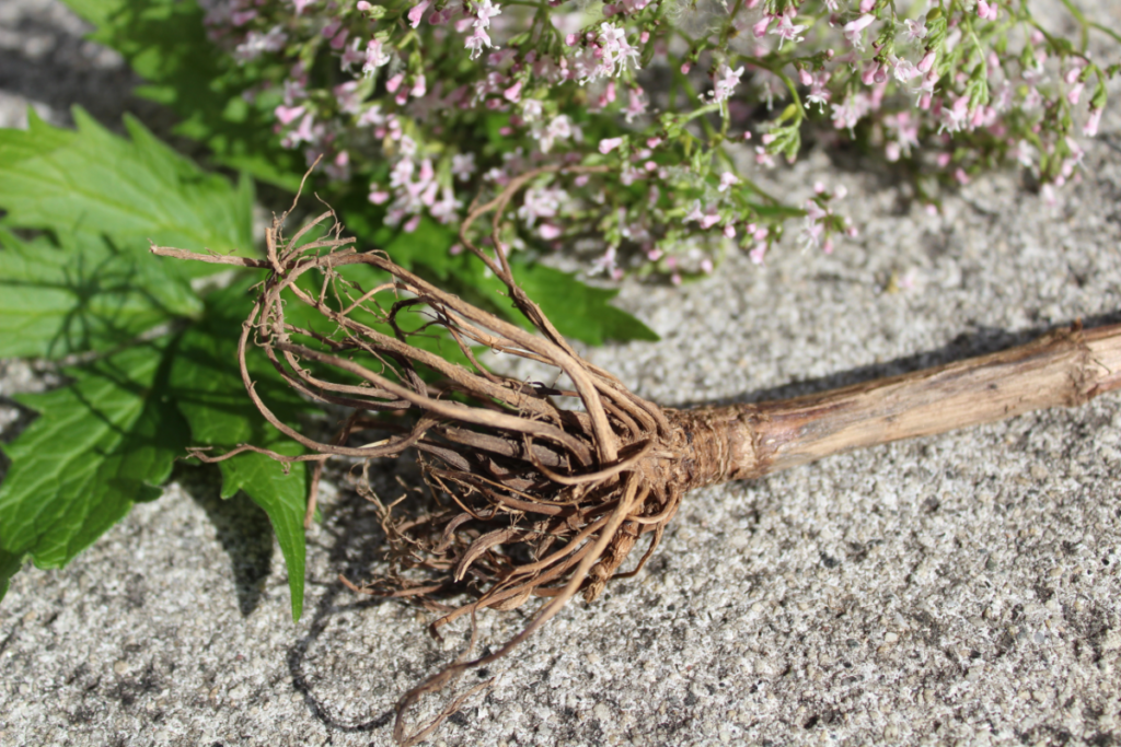 what are the health benefits of valerian root