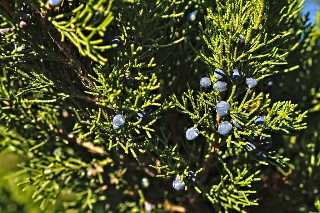 what are the culinary uses of juniper berries